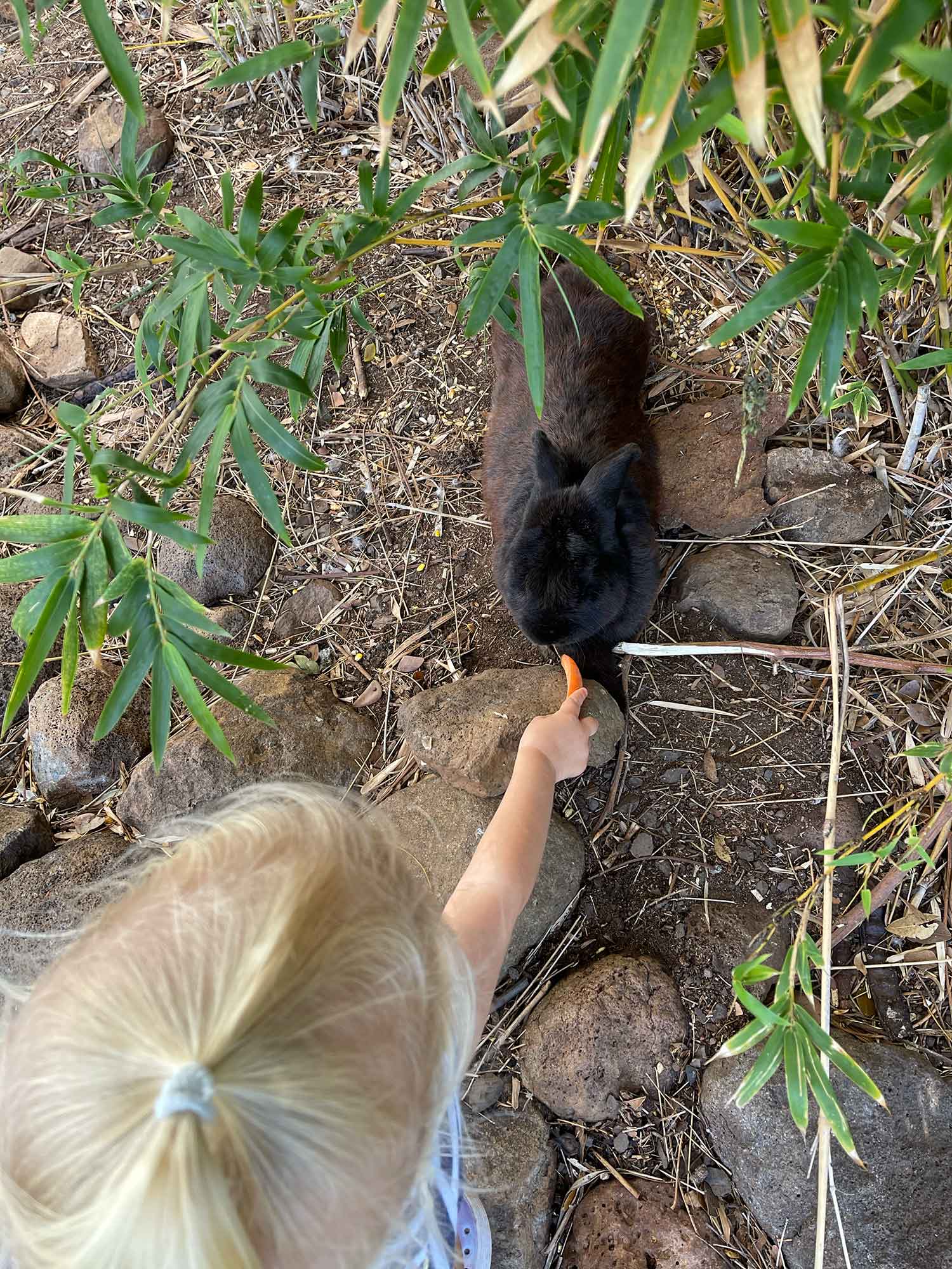 Maui travel with toddlers during a trip to west maui a toddler feeds carrot to rabbit at the lahaina animal farm on maui