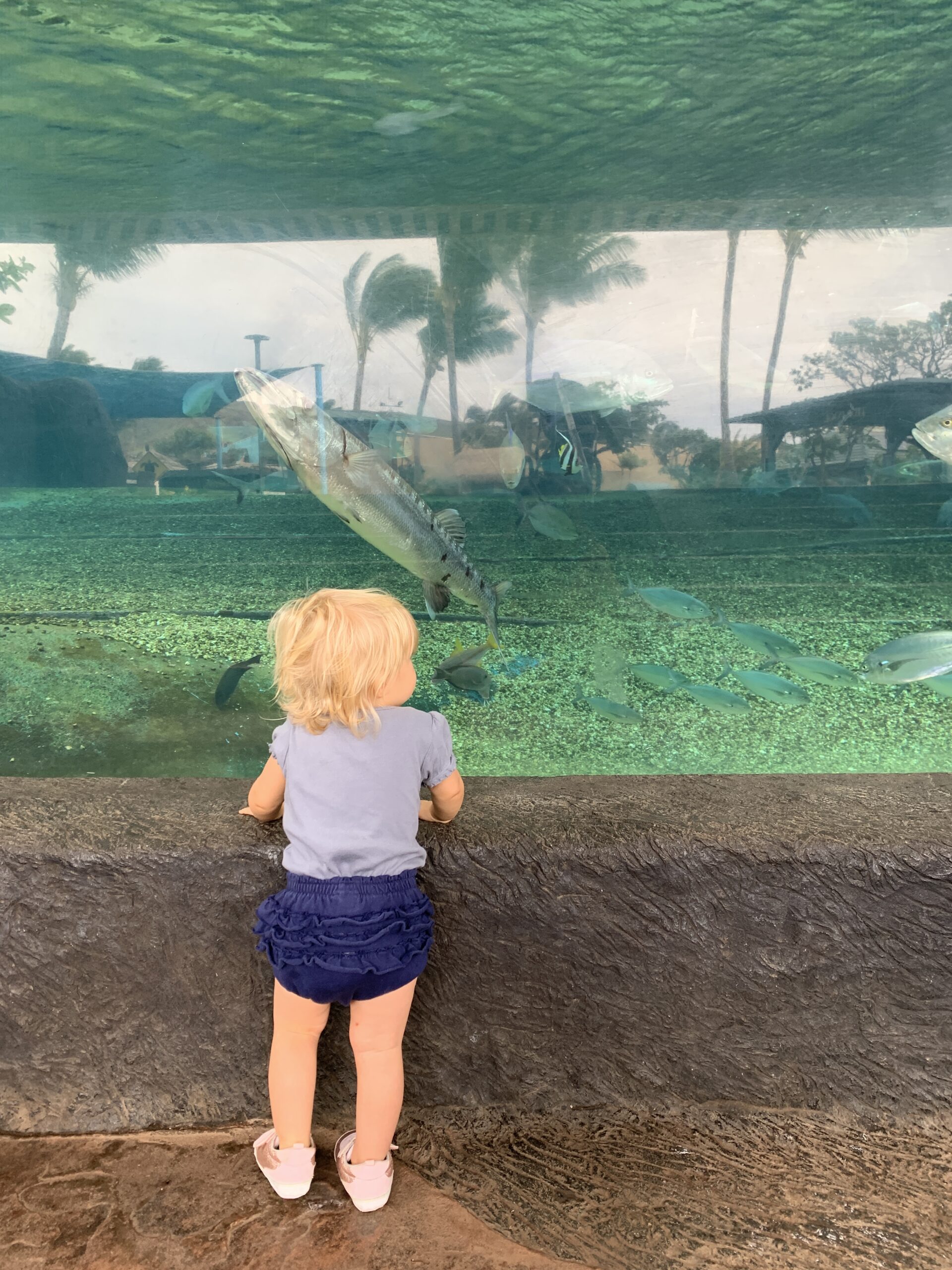 Toddler girl watches fishes at the Maui Ocean center in Hawaii