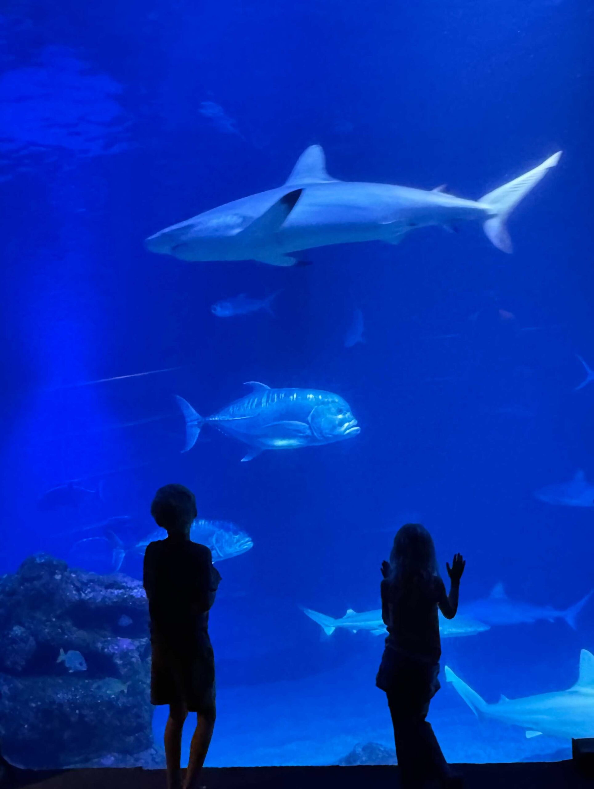 Maui travel with toddlers. Two young kids watch sharks swim in the tank at the Maui Ocean Center.