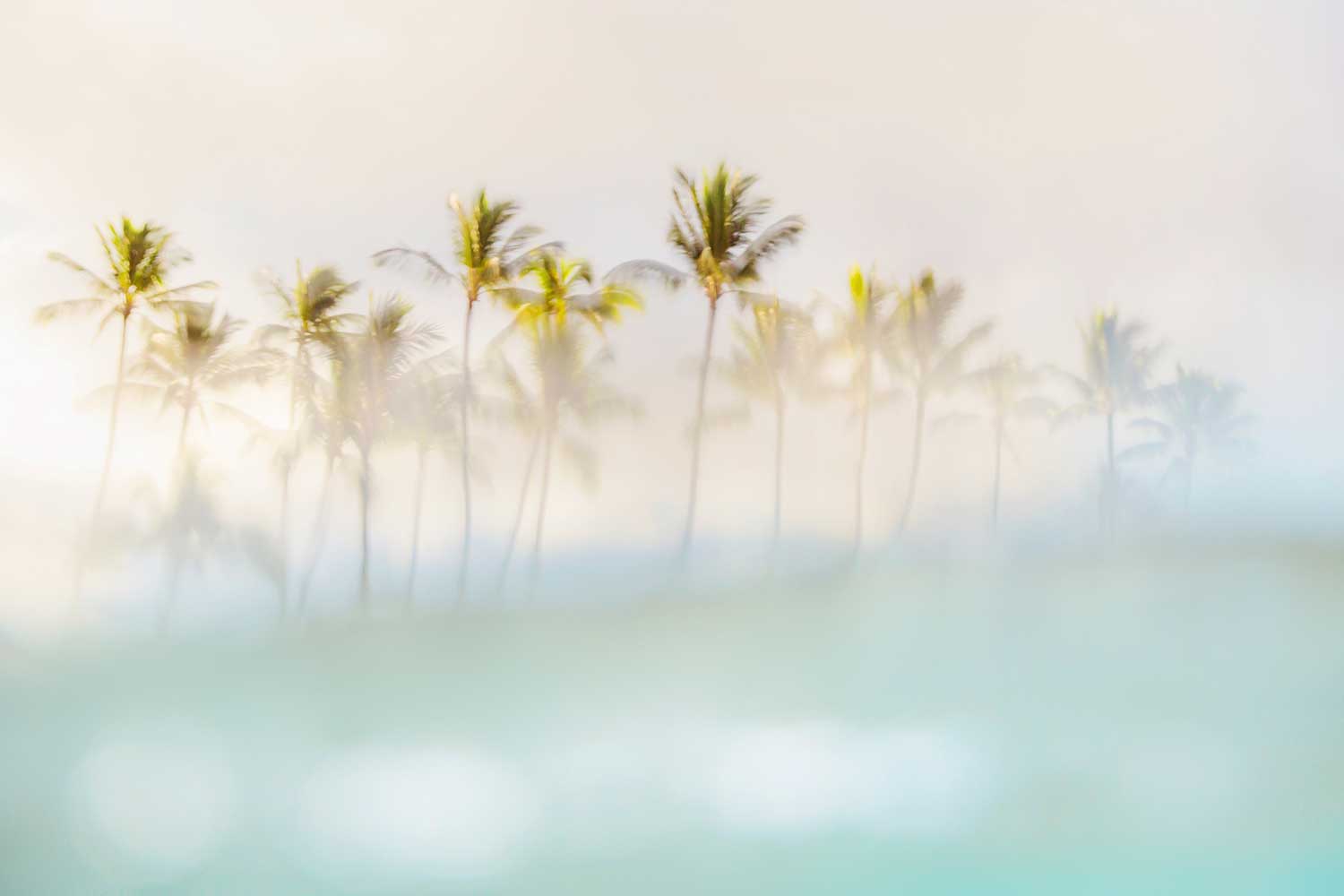 peeking palms image photographed by love and water featuring row of palm trees from the water in Wailea, maui